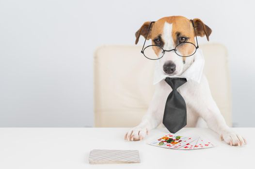 Jack russell terrier dog with glasses and tie plays poker. Addiction to gambling card games