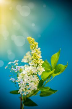 bouquet of spring blooming white lilac on blue background