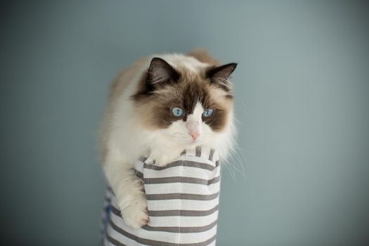 Young healthy beautiful purebred Ragdoll cat, at home