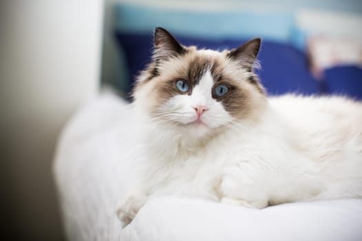 Young healthy beautiful purebred Ragdoll cat, on the bed