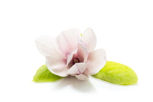 one pink flower on a branch of blooming magnolia close up isolated on white background
