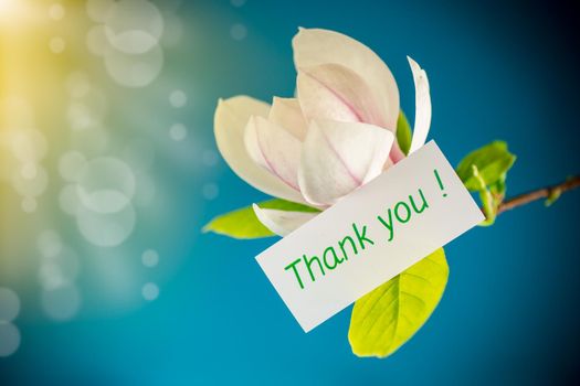 one pink flower on a branch of blooming magnolia close up isolated on blue background