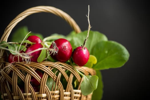 fresh natural organic ripe radish in basket isolated on black background