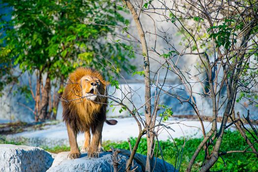 Mighty lion roars in the forest