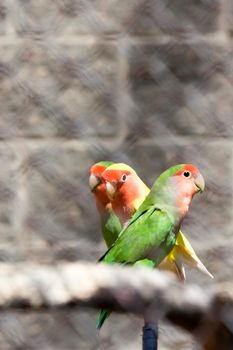 three parrots parasites sitting on a branch in the cage of the zoo. photo close-up, selective focus on birds