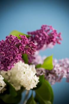 bouquet of different blooming spring lilacs in a vase isolated on blue background