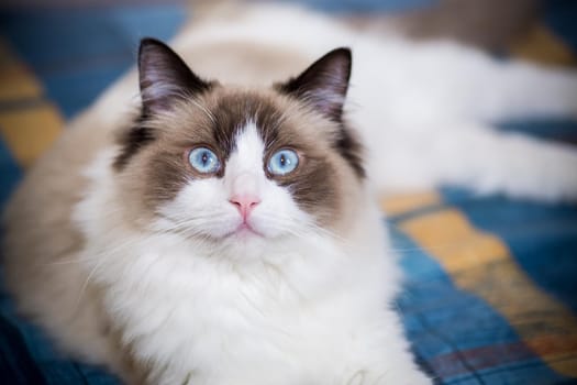 Young healthy beautiful purebred Ragdoll cat, at home