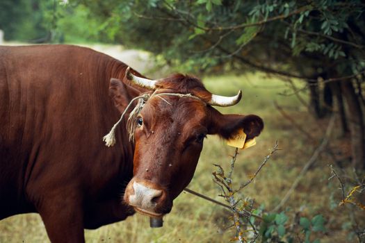 cow in the field countryside nature animal mammal. High quality photo