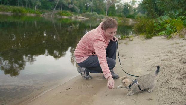 British Shorthair Tabby cat in collar walking on sand outdoor - plays with woman near forest river, camping