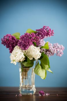 bouquet of different blooming spring lilacs in a vase isolated on blue background