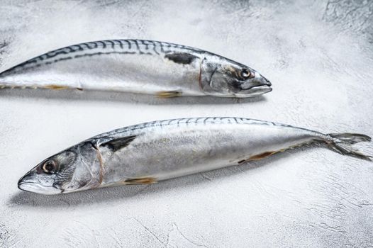 Raw fish Mackerel on a kitchen table. White background. Top view.