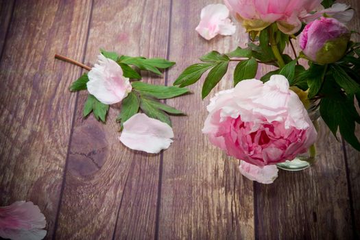 beautiful pink blooming peonies with petals on a wooden table