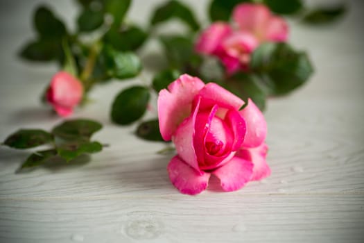 pink beautiful summer roses on a light wooden table