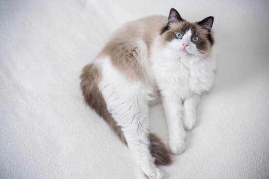 Young healthy beautiful purebred Ragdoll cat, at home