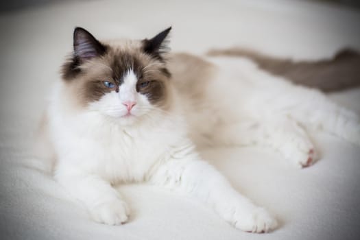 Young healthy beautiful purebred Ragdoll cat, at home