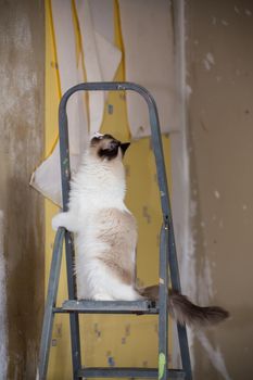 Cute domestic Ragdoll cat on a construction ladder waiting for a new renovation