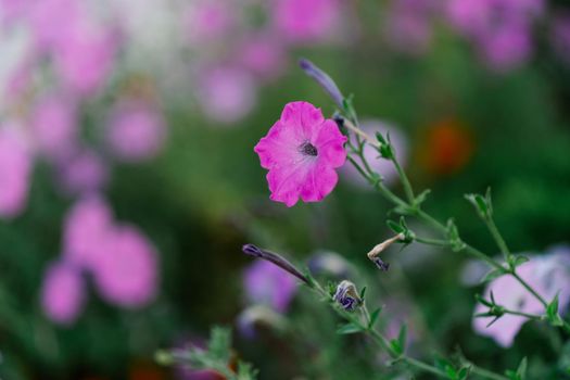 Flowers alley shrubs plants nature. High quality photo