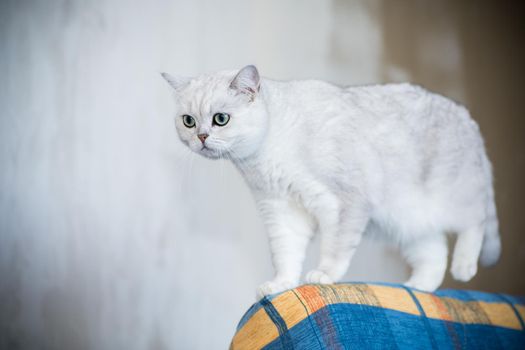 adult cat pedigree Scottish chinchilla straight ears, at home.