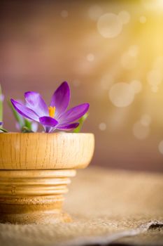 early spring purple flowers crocuses in a wooden pot