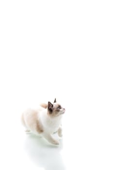 Young beautiful Ragdoll cat isolated on white background