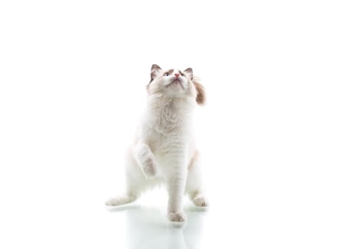 Young beautiful Ragdoll cat isolated on white background