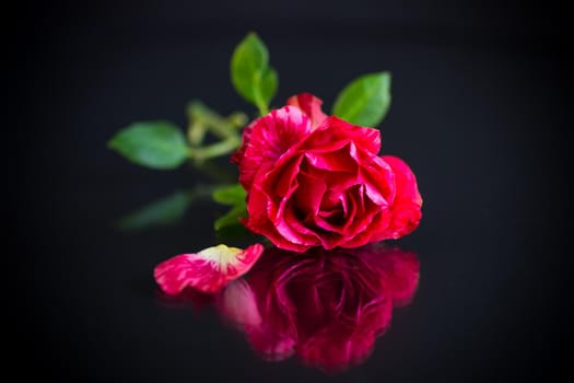 red rose with green leaves. Isolation on a dark background