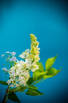 bouquet of spring blooming white lilac on blue background