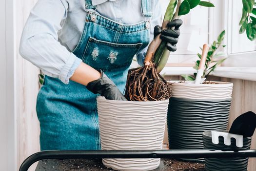 Gardener woman transplants indoor plants and use a shovel on table. Zamioculcas Concept of plants care and home garden. Spring planting. Money tree