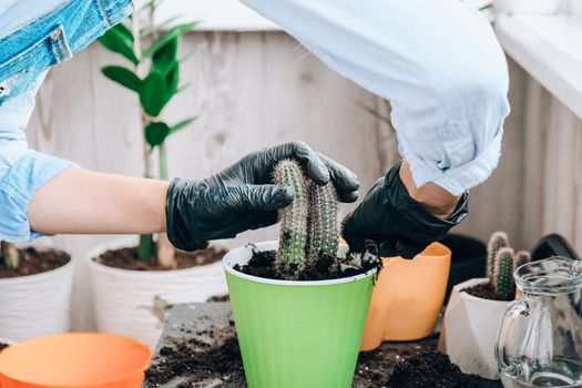 Close-up shot of female hands transplant cactus. Home garden concept. Gardening tools. Gardener's workplace. Earth in a bucket. Taking care of plants. Home spring planting