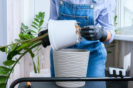 Gardener woman transplants indoor plants and use a shovel on table. Zamioculcas Concept of plants care and home garden. Spring planting. Money tree