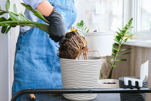 Gardener woman transplants indoor plants and use a shovel on table. Zamioculcas Concept of plants care and home garden. Spring planting. Money tree