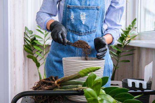 Gardener woman transplants indoor plants and use a shovel on table. Zamioculcas Concept of plants care and home garden. Spring planting. Money tree