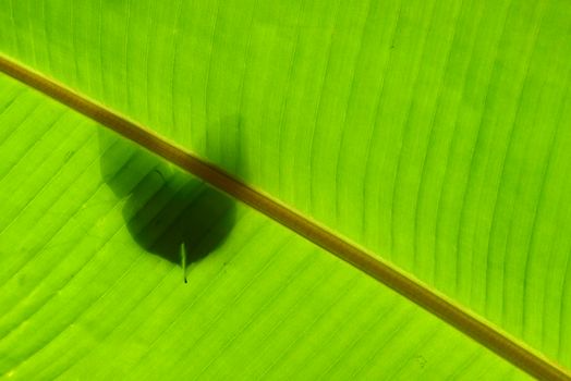 Shadow of tropical butterfly against banana green leaf