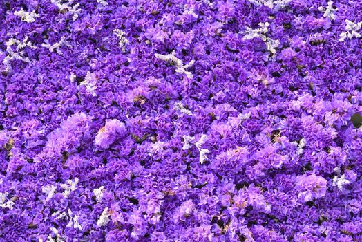 Blue and purple flowers of sea-lavender, statice, caspia, marsh-rosemary in thick carpet, Limonium plant.