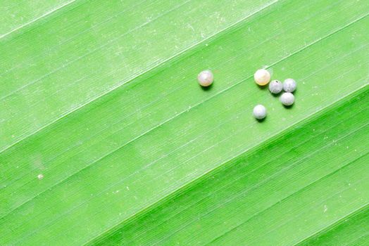 Tropical Morpho butterfly eggs on green leaf