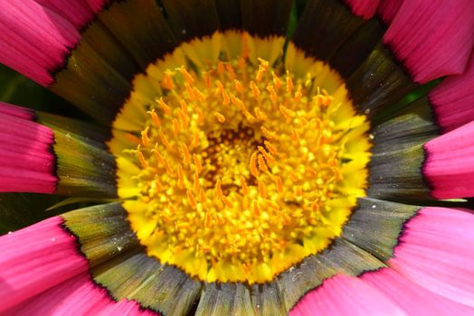 Close up of treasure flower, Gazania rigens, plant in the family Asteraceae, native to southern Africa.