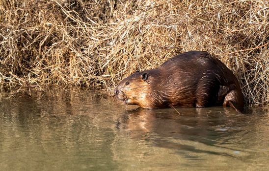 Beaver in Spring Canada Saskatchewan busy working