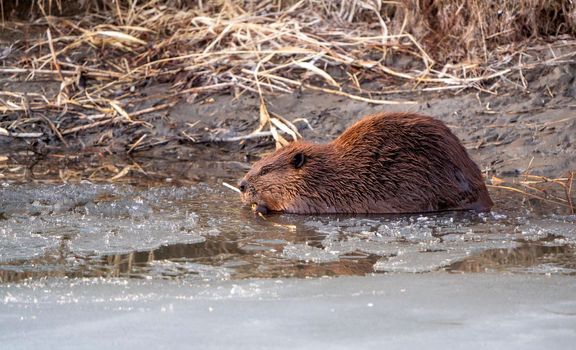 Beaver in Spring Canada Saskatchewan busy working