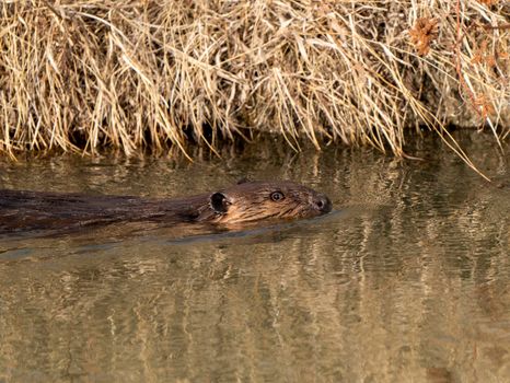 Beaver in Spring Canada Saskatchewan busy working