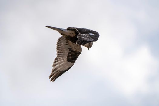 Hawk in Saskatchewan Canada in flight Canada