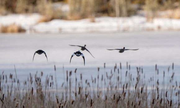 Hooded Merganser Ducks in Northern Saskatchewan Canada