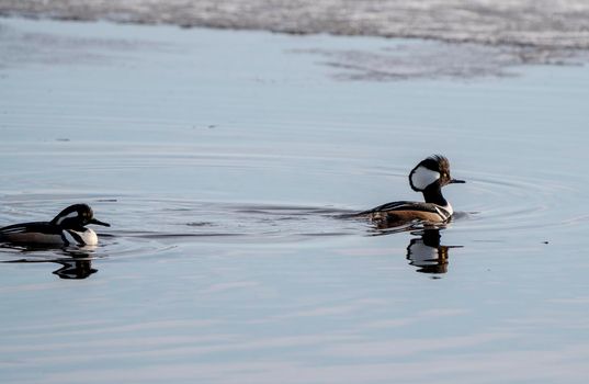 Hooded Merganser Ducks in Northern Saskatchewan Canada