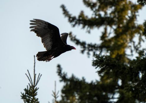 Turkey Vullture in Flight in Northern Saskatchewan Canada
