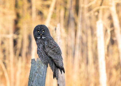 Great Grey Owl Saskatchewan perched in Dead Tree