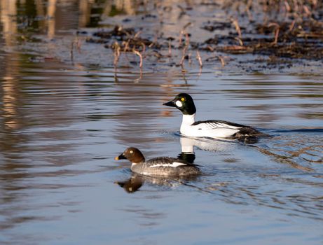 Goldeneye Ducks Saskatchewan Northern Boreal Fprest Pond