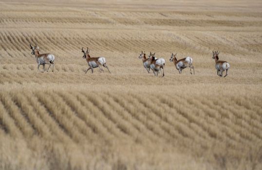 Pronghorn Antelope Saskatchewan in Springtime Farmers field