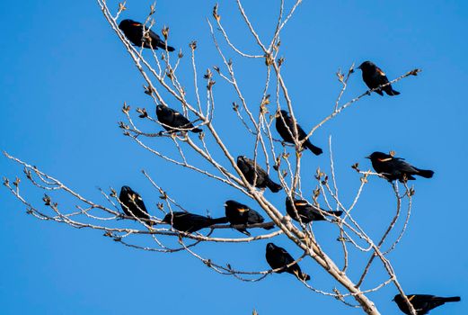 Blackbirds in Tree Springtime Saskatchewan Canada Multiple