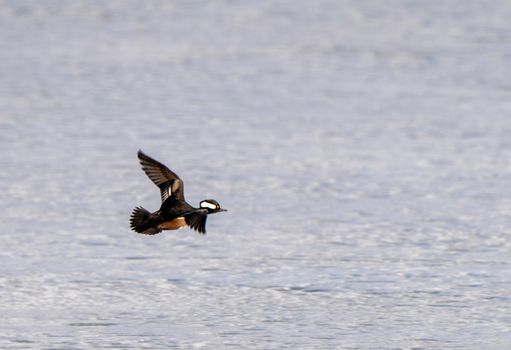 Hooded Merganser Ducks in Northern Saskatchewan Canada
