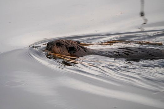 Beaver in Spring Canada Saskatchewan busy working