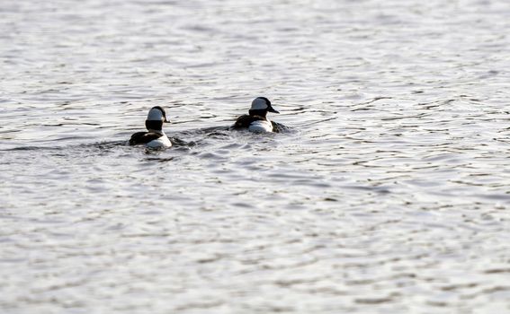 Hooded Merganser Ducks in Northern Saskatchewan Canada